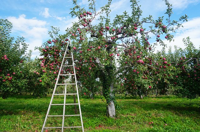 Out in the Orchard at Fishkill Farms