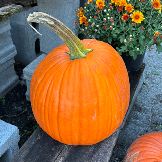 Pumpkin, Medium - Wright's Farm
