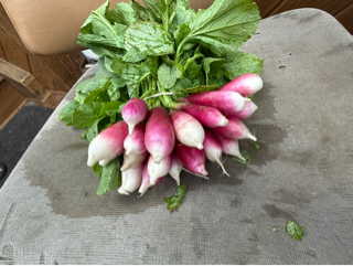 French Radishes - Paffenroth Gardens