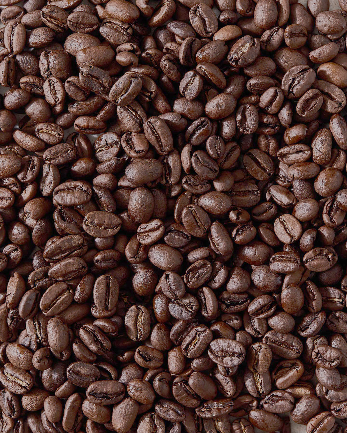 View of Organic Coffee Beans Light Roast